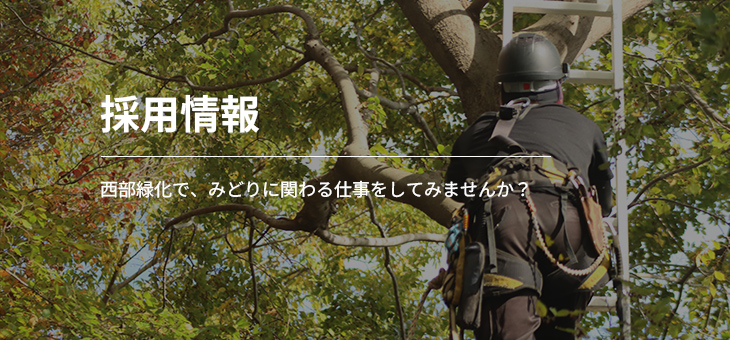 採用情報